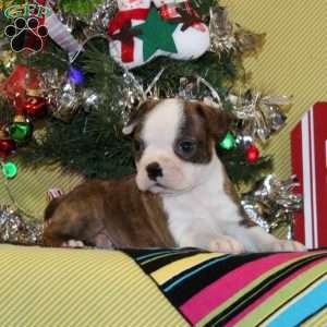 Frankincense, Boston Terrier Puppy